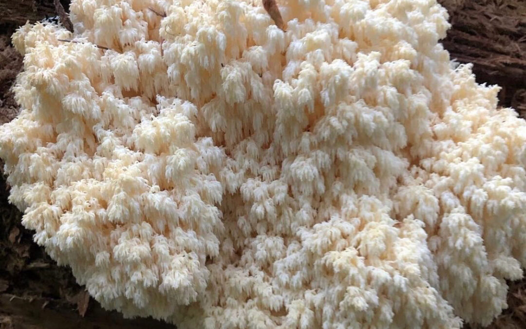 How to Grow Lion’s Mane Mushrooms Indoors From Scratch in 9 Steps