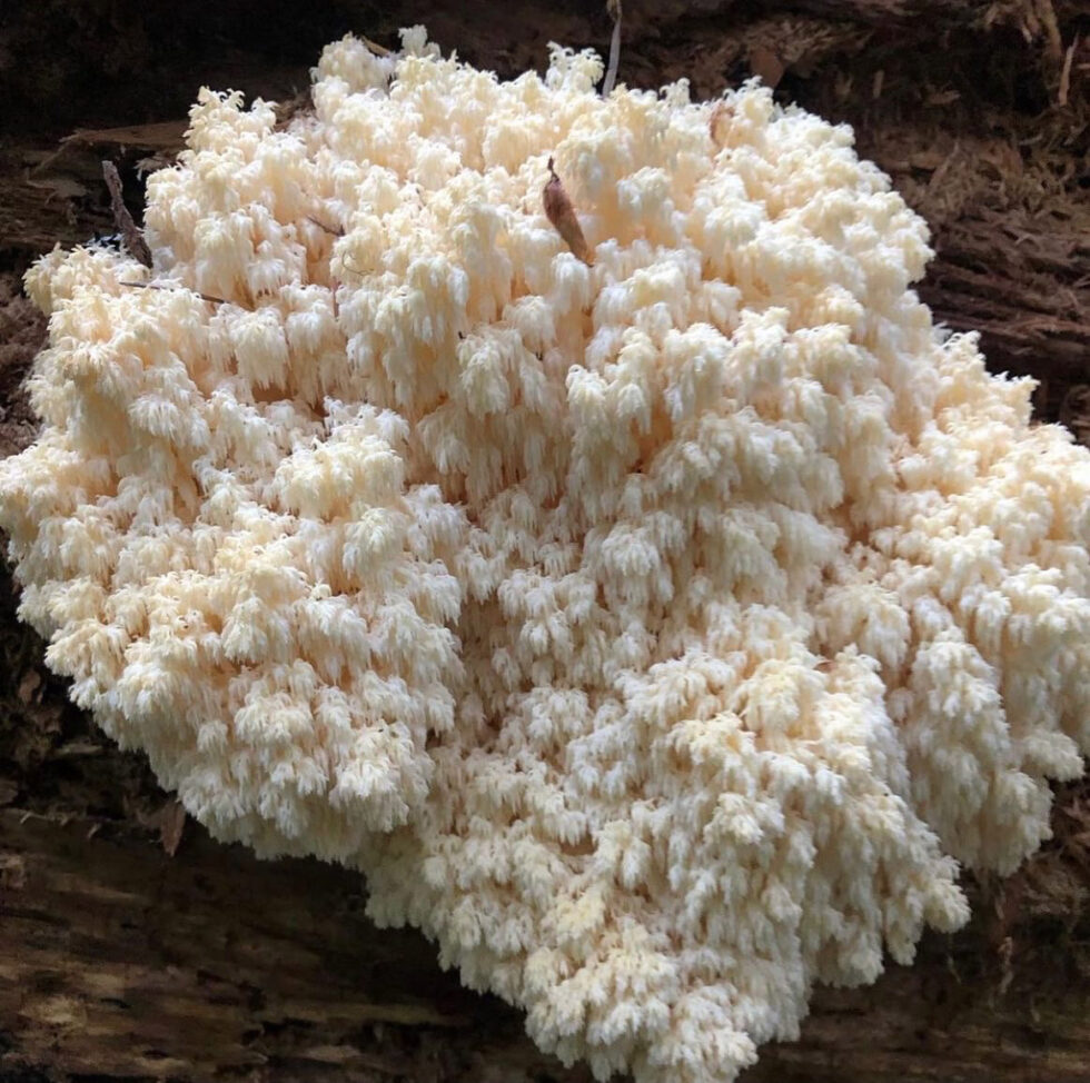 Growing Lion’s Mane Mushrooms Indoors From Scratch Inoculate the World