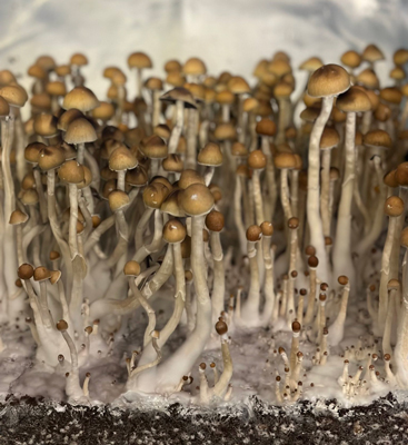 Dozens of domesticated Tosohatchee cubensis mushrooms growing out of substrate