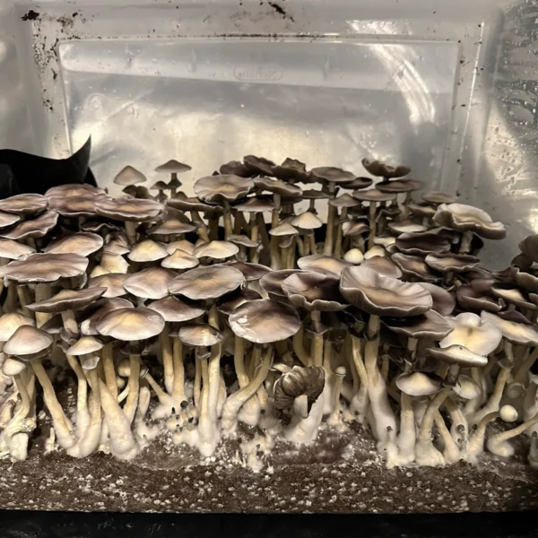 Large flush of leucistic tosohatchee spore syringe cubensis mushrooms in a tub