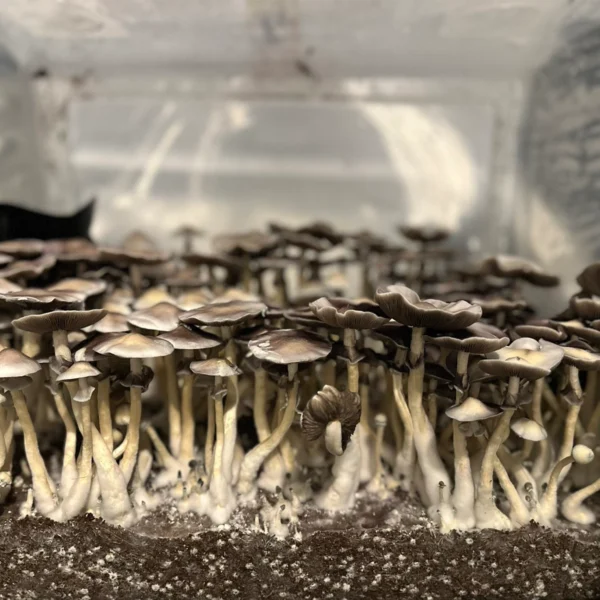Large flush of leucistic tosohatchee spore syringe cubensis mushrooms in a tub