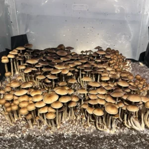 Large flush of ban hua thanon spore print cubensis mushrooms in a tub