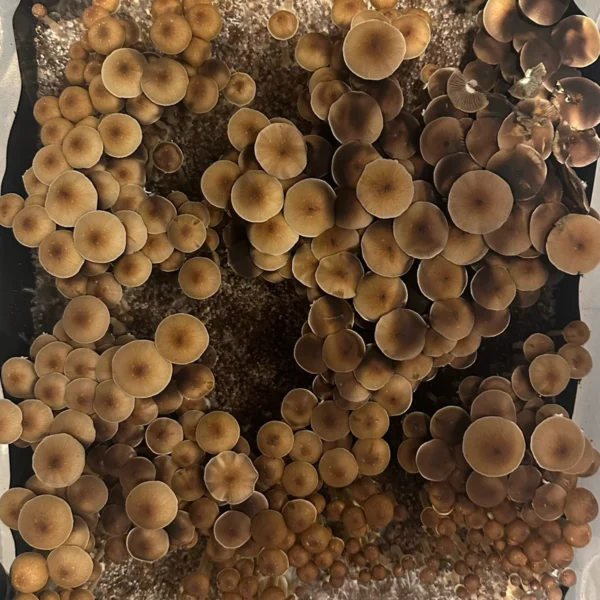 Large flush of ban hua thanon spore print cubensis mushrooms in a tub