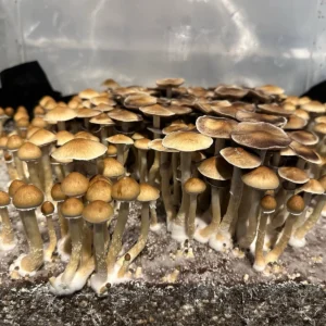 Cambodian Gold mushrooms growing out of substrate