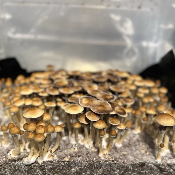 Dozens of Cambodian Gold mushrooms