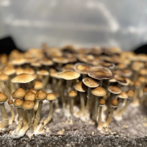 Cambodian Gold Mushroom Strain