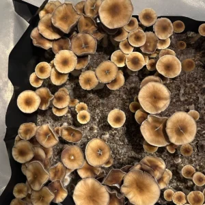 Dozens of Huautla cubensis mushrooms growing in a tub
