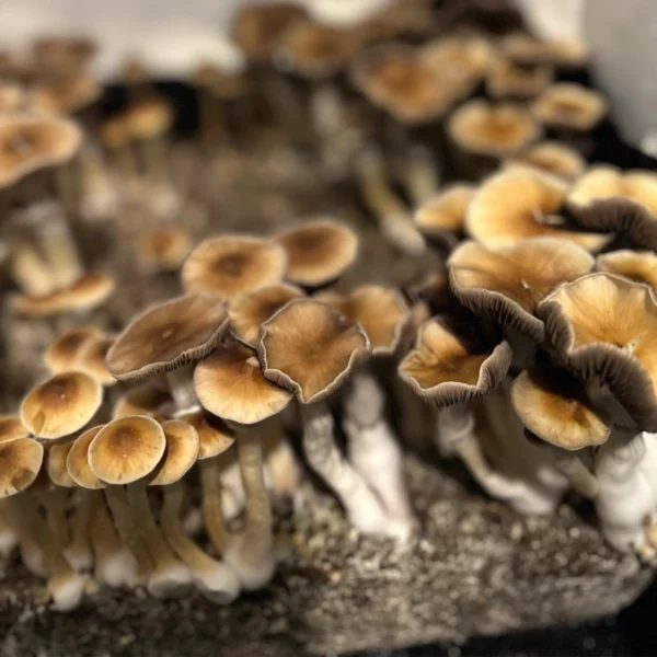 Huautla cubensis mushrooms growing in a tub