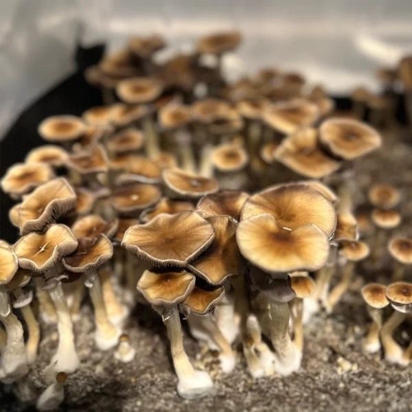 Huautla Cubensis Spore Print | Inoculate the World