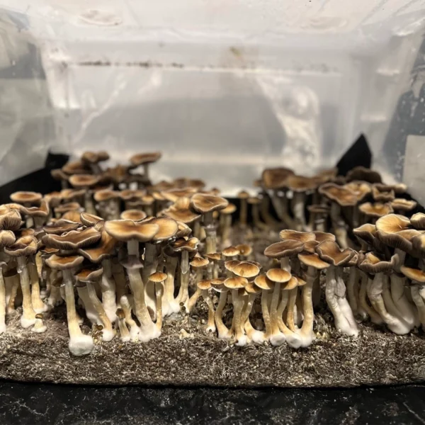 Huautla cubensis spore syringe mushrooms growing in a tub