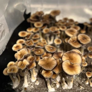 Huautla cubensis mushrooms growing in a tub