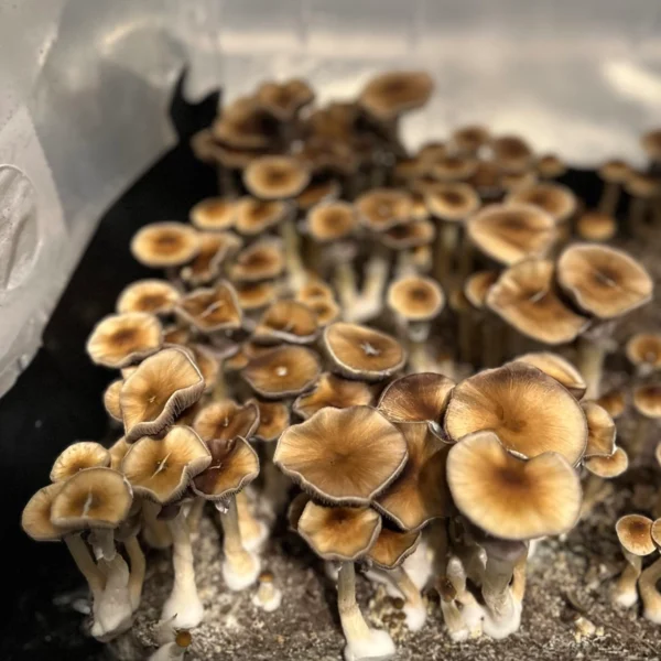 Huautla Cubensis Spore Syringe | Inoculate the World