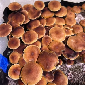 mexican dutch king mushrooms