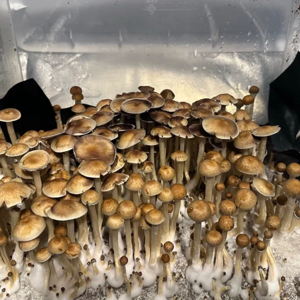 Many Dozens of minami okinawa magic mushrooms growing