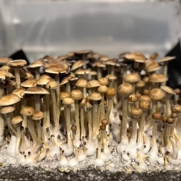 minami okinawa mushroom strain growing in a tub