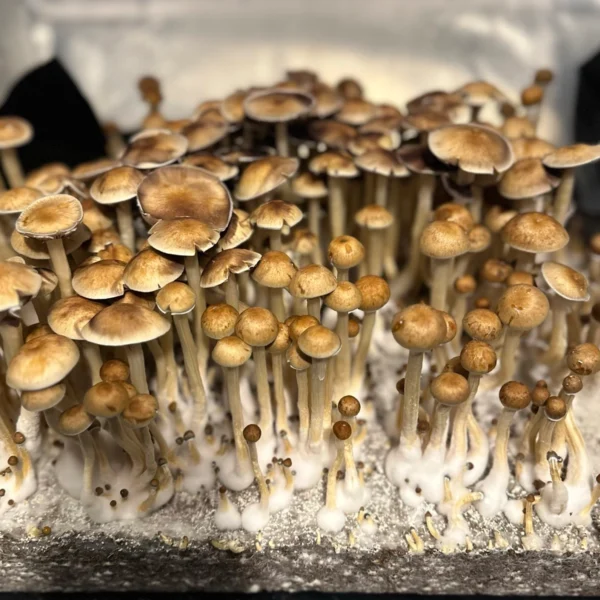 Minami Okinawa spore print mushrooms growing in a tub