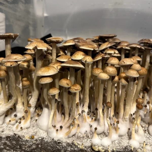 Dozens of minami okinawa mushrooms growing