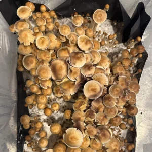 Top view of Dozens of minami okinawa spore print mushrooms growing