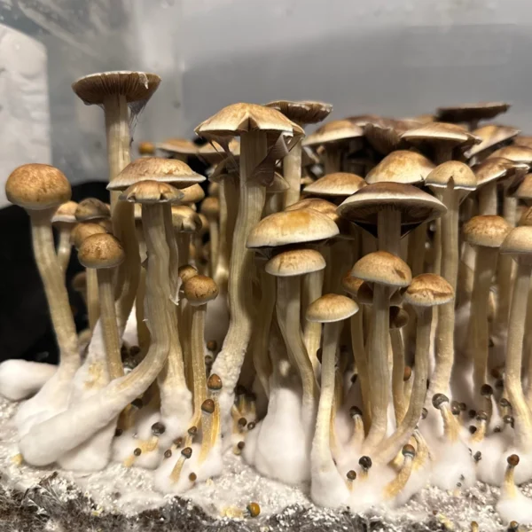 minami okinawa cubensis mushrooms growing in a tub