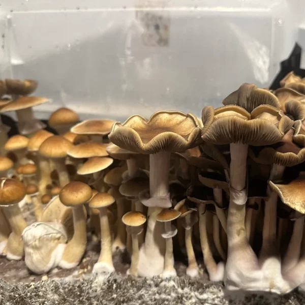 pakalensis mushrooms growing in a tub