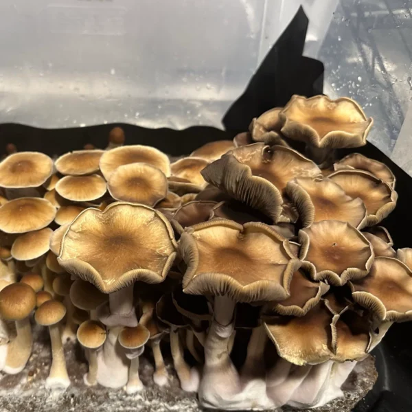 pakalensis mushrooms growing in a tub