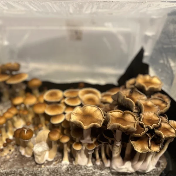 pakalensis mushrooms growing in a tub