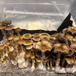 pakalensis mushrooms growing out of substrate