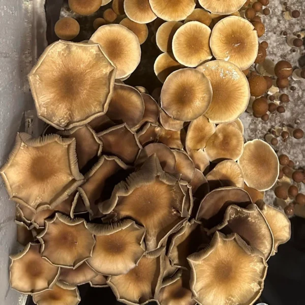 pakalensis mushrooms growing in a tub