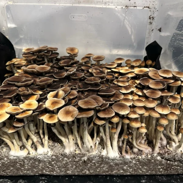 burma cubensis mushroom spores in a tub