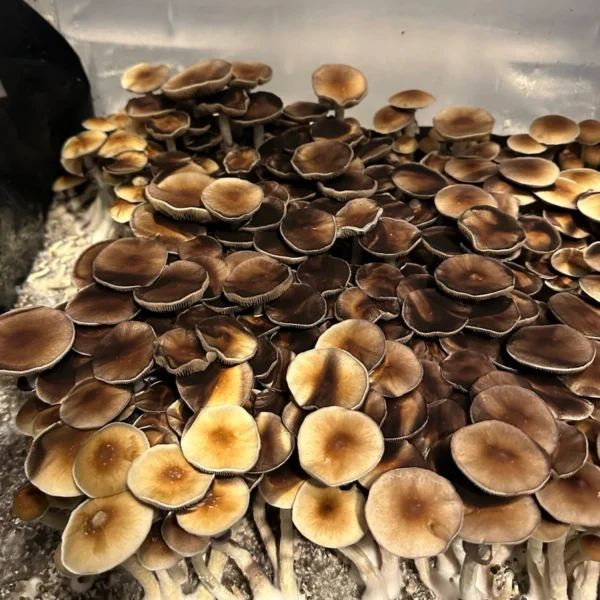 burma cubensis mushroom spores in a tub