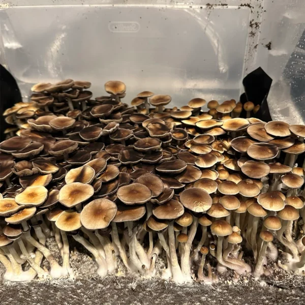 burma cubensis mushroom spores in a tub