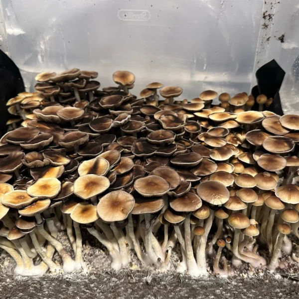 burma cubensis mushroom spores in a tub