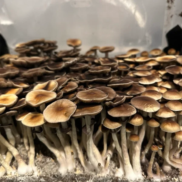 burma cubensis mushroom spores in a tub