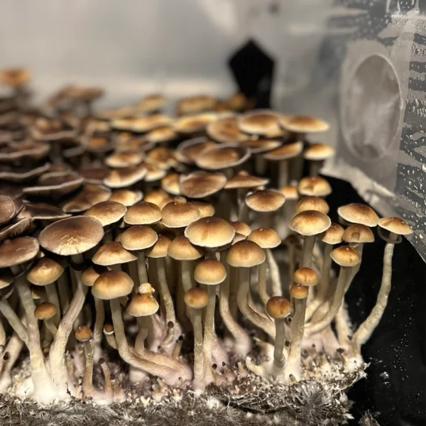 burma cubensis mushroom spores in a tub