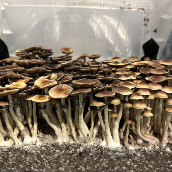 burma cubensis mushroom spores in a tub