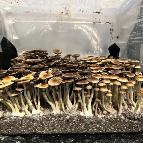 burma cubensis mushroom spores in a tub