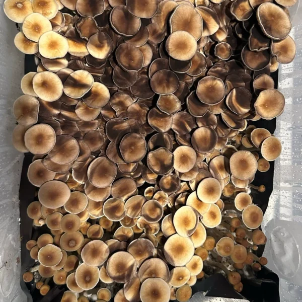 burma cubensis mushroom spores in a tub