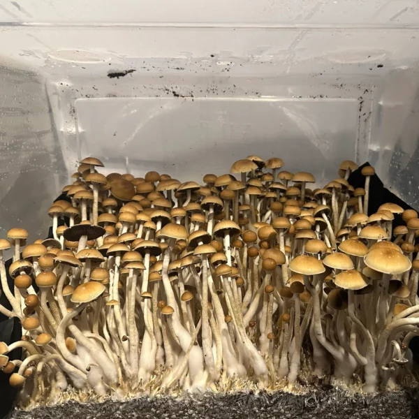 cabo rojo cubensis mushroom spores in a tub