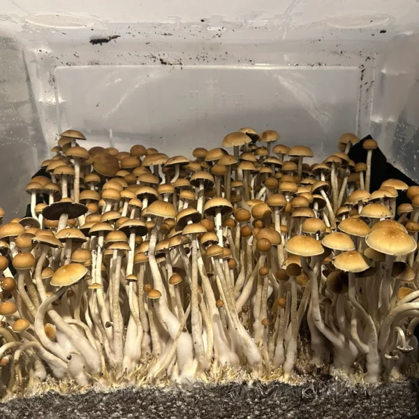 cabo rojo cubensis mushroom spores in a tub