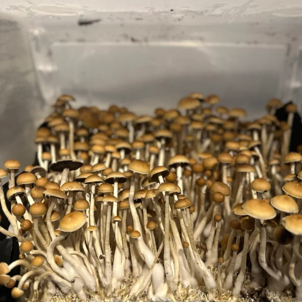 cabo rojo cubensis mushroom spores in a tub