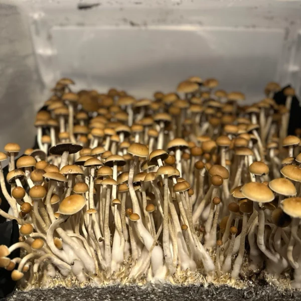 cabo rojo cubensis mushroom spores in a tub