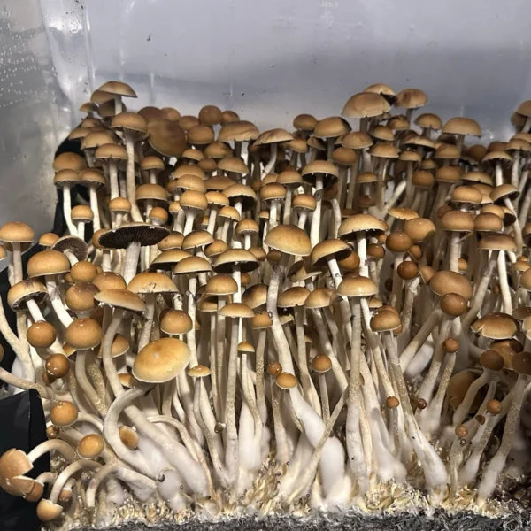 cabo rojo cubensis mushroom spores in a tub