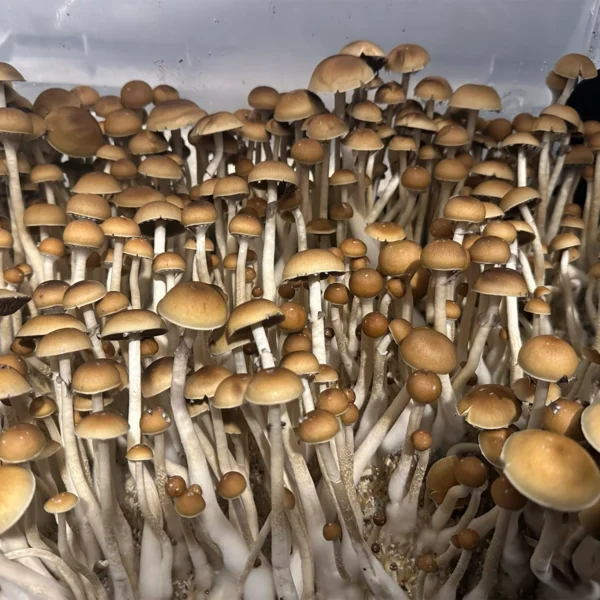 cabo rojo cubensis mushroom spores in a tub