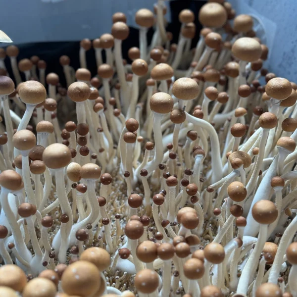 cabo rojo cubensis mushroom spores in a tub