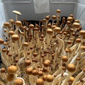 cabo rojo cubensis mushroom spores in a tub