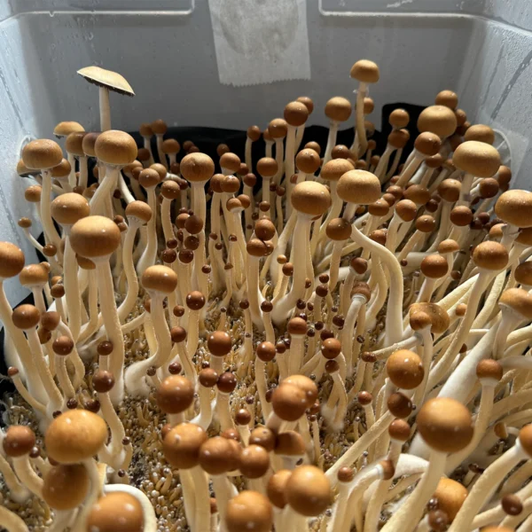 cabo rojo cubensis mushroom spores in a tub