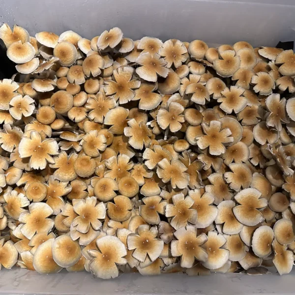 dominican republic cubensis mushroom spores in a tub