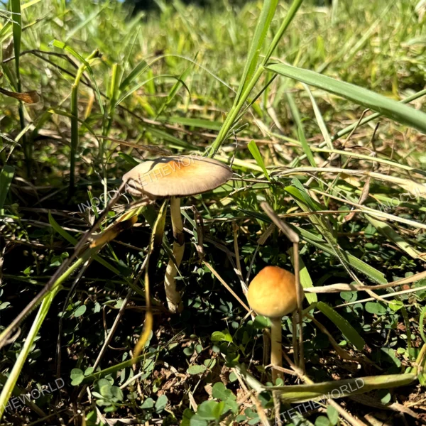 wild psilocybe cubensis in green grass