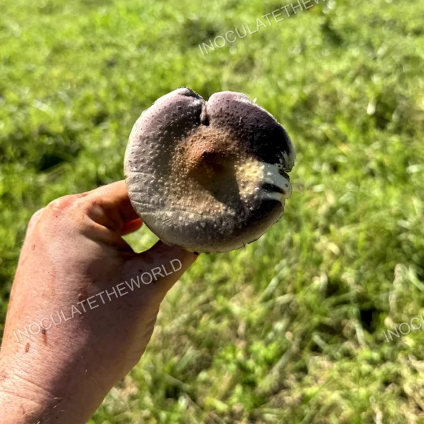 wild psilocybe cubensis in hand with green grass