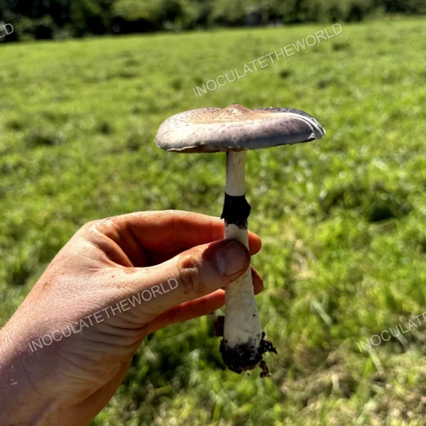 wild psilocybe cubensis in hand with green grass